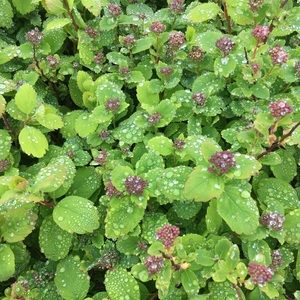 Meet your Posher, Mikaela